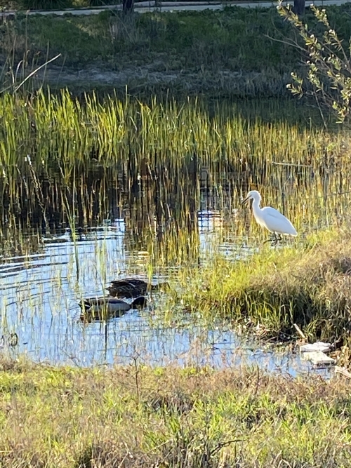  Birds that are steps away 